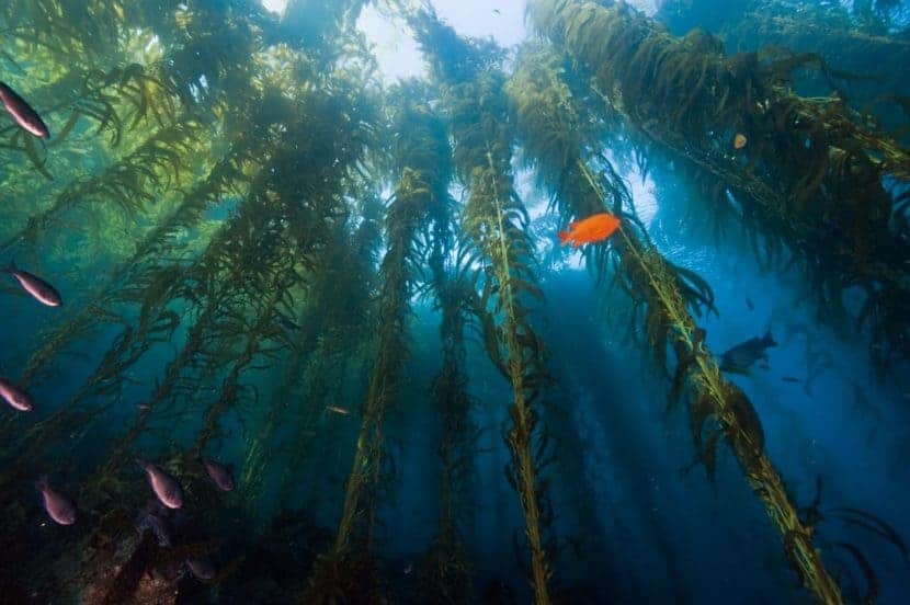 Kelp Forest Brett Seymour