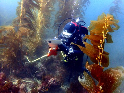 Reef Check California diver