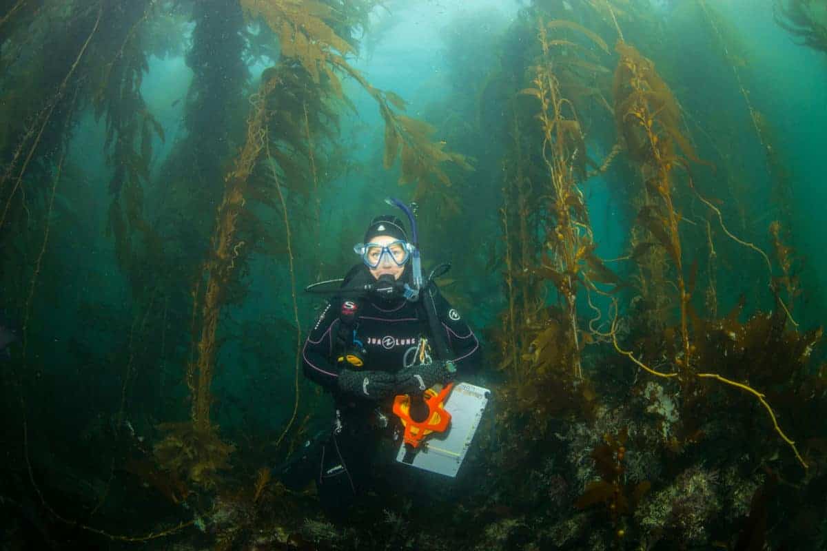 kelp forest diver