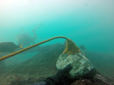 kelp holdfast