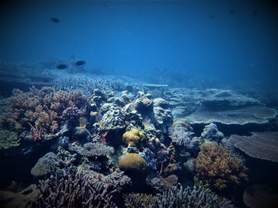 reef in the Philippines