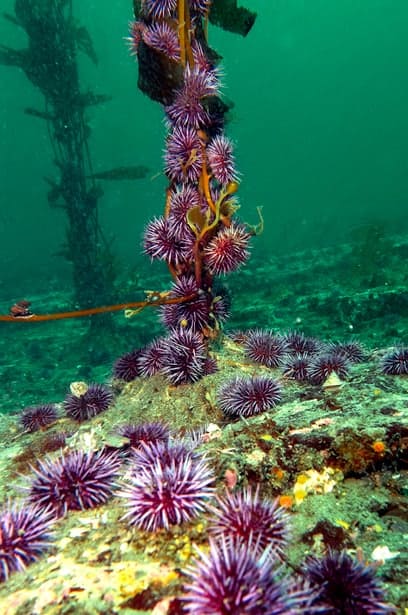 urchins on kelp