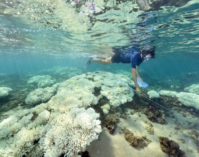 Reef Check EcoDiver surveys bleached coral in Réunion