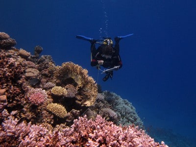 Reef Check EcoDiver conducts a substrate survey