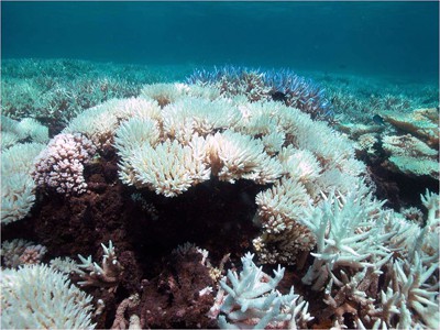 coral bleaching in Malaysia