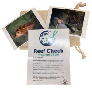 Reef Check Washington Species ID Cards