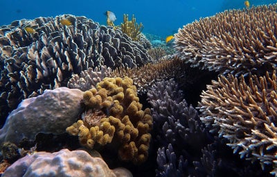 Coral reef at Bangka Island, North Sulawesi, Indonesia